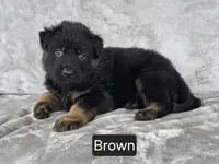 Long Coat Brown Collar, a male German Shepherd Dog for sale in Sumner, IA – 1 of 3