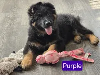 Long Coat-Purple Collar, a female German Shepherd Dog for sale in Sumner, IA – Photo 3 of 3