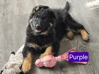 Long Coat-Purple Collar, a female German Shepherd Dog for sale in Sumner, IA – Photo 1 of 3