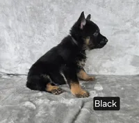 Black Collar, a male German Shepherd Dog for sale in Sumner, IA – 3 of 3