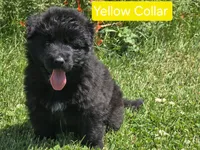 Yellow Collar, a female German Shepherd Dog for sale in Sumner, IA – 3 of 6