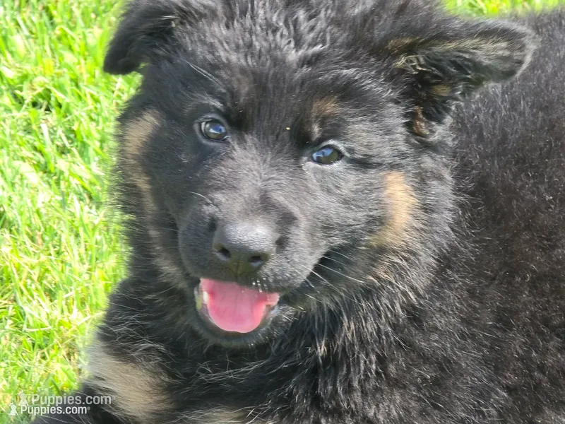 Long Coat Purple Collar – German Shepherd Dog puppy for sale in Sumner, IA