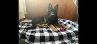 Long Coat Burgundy Collar, a female German Shepherd Dog for sale in Sumner, IA – 5 of 5