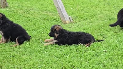 Purple Collar, a female German Shepherd Dog for sale in Sumner, IA – 3 of 3
