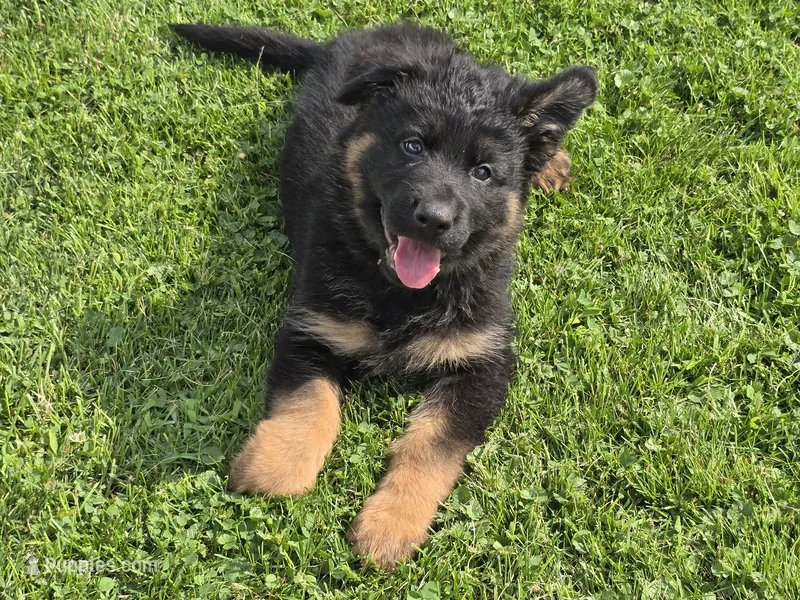 Long Coat Purple Collar – German Shepherd Dog puppy for sale in Sumner, IA