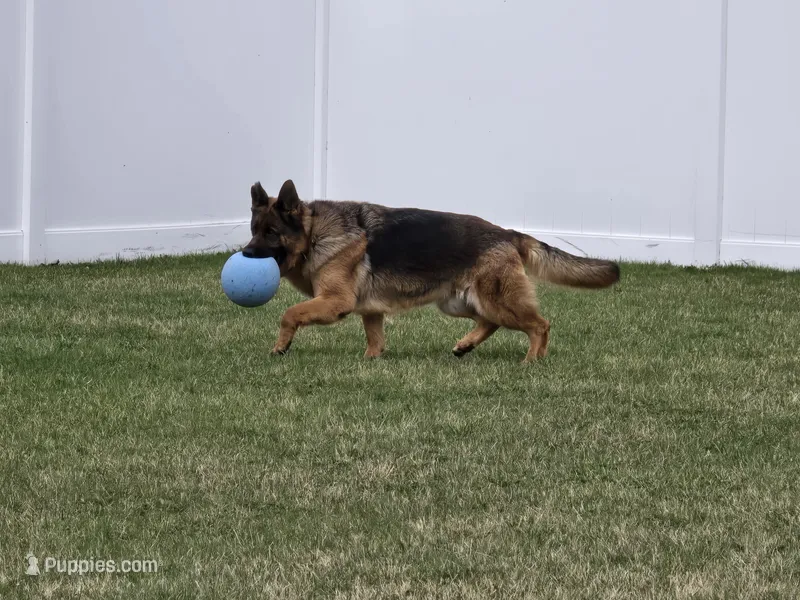 Mazikeen – German Shepherd Dog puppy for sale in Sumner, IA