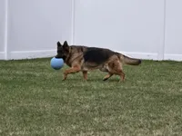Mazikeen, a female German Shepherd Dog for sale in Sumner, IA – 1 of 3