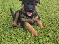 Yellow Collar, a male German Shepherd Dog for sale in Sumner, IA – 3 of 5