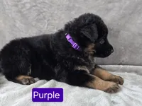 Long Coat Purple Collar, a female German Shepherd Dog for sale in Sumner, IA – 4 of 4