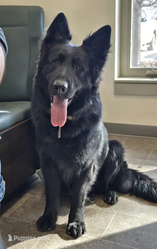 Lycan – German Shepherd Dog puppy for sale in Sumner, IA