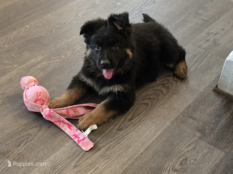 Long Coat (Red Collar) – German Shepherd Dog puppy for sale in Sumner, IA
