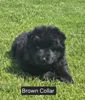 Brown Collar, a male German Shepherd Dog for sale in Sumner, IA – 3 of 4
