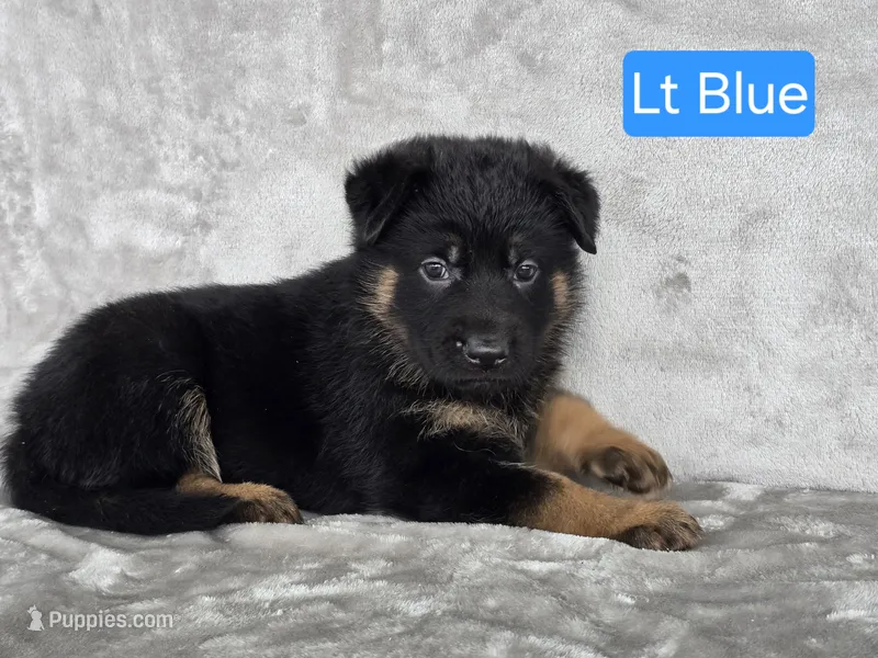 Light Blue – German Shepherd Dog puppy for sale in Sumner, IA