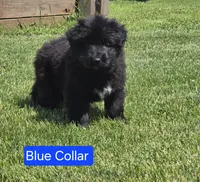 Blue Collar, a male German Shepherd Dog for sale in Sumner, IA – 4 of 4