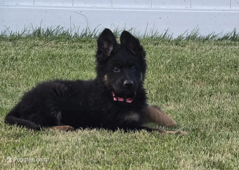 Long Coat  – German Shepherd Dog puppy for sale in Sumner, IA