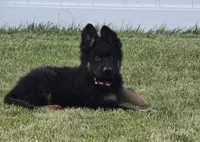 Long Coat , a female German Shepherd Dog for sale in Sumner, IA – 1 of 4