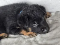 Light Blue, a female German Shepherd Dog for sale in Sumner, IA – 4 of 4