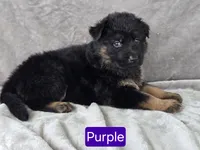 Long Coat Purple Collar, a female German Shepherd Dog for sale in Sumner, IA – 1 of 4