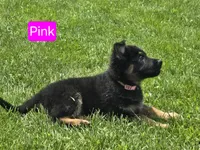 Stock Coat Miss Pink, a female German Shepherd Dog for sale in Sumner, IA – 2 of 4