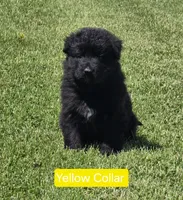 Yellow Collar, a female German Shepherd Dog for sale in Sumner, IA – 1 of 6