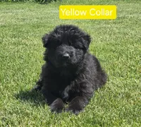 Yellow Collar, a female German Shepherd Dog for sale in Sumner, IA – 4 of 6