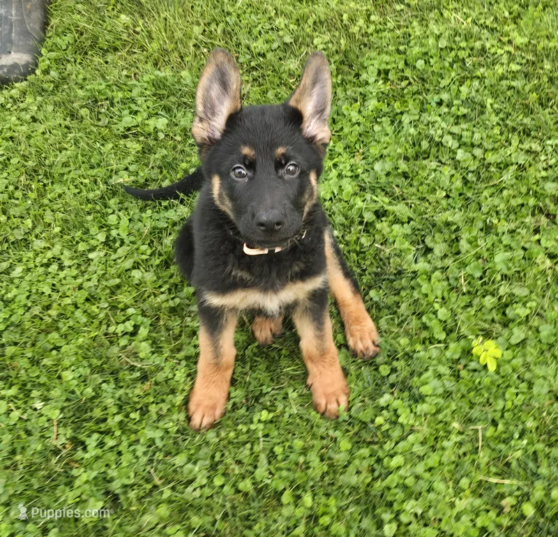 Stock Coat Miss Pink – German Shepherd Dog puppy for sale in Sumner, IA