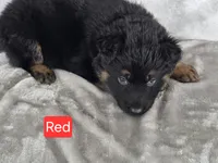 Long Coat Red Collar, a female German Shepherd Dog for sale in Sumner, IA – 4 of 4