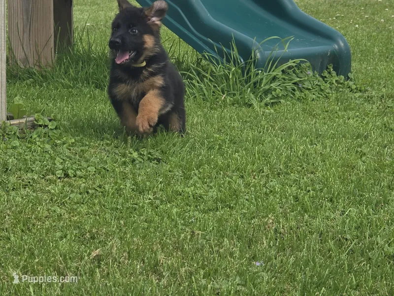 Yellow Collar – German Shepherd Dog puppy for sale in Sumner, IA