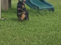 Yellow Collar, a male German Shepherd Dog for sale in Sumner, IA – 1 of 5