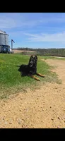 Long Coat Burgundy Collar, a female German Shepherd Dog for sale in Sumner, IA – 4 of 5