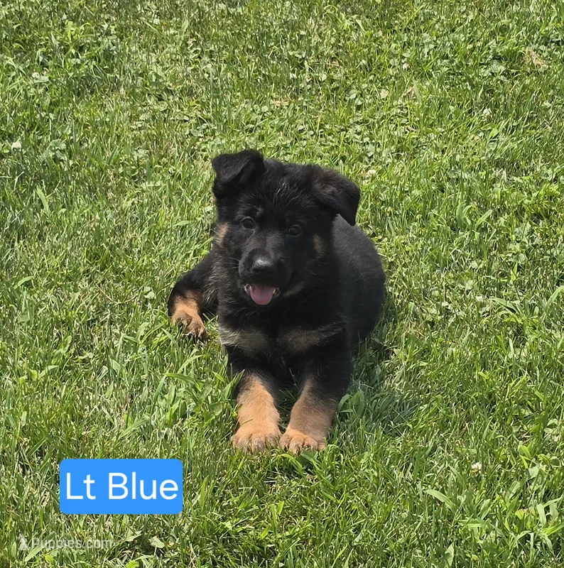 Light Blue – German Shepherd Dog puppy for sale in Sumner, IA