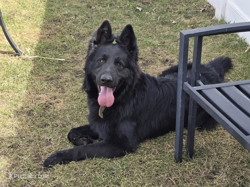 Lycan (Full AKC) – German Shepherd Dog puppy for sale in Sumner, IA