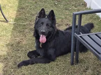 Lycan (Full AKC), a male German Shepherd Dog for sale in Sumner, IA – 1 of 3