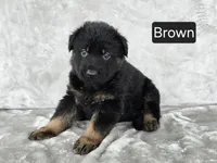 Long Coat Brown Collar, a male German Shepherd Dog for sale in Sumner, IA – 3 of 3
