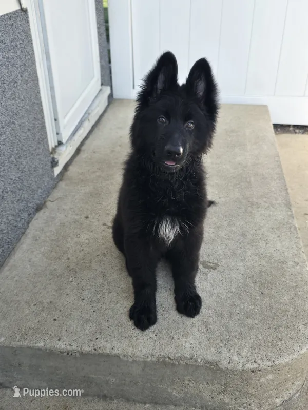 Long Coat Black – German Shepherd Dog puppy for sale in Sumner, IA