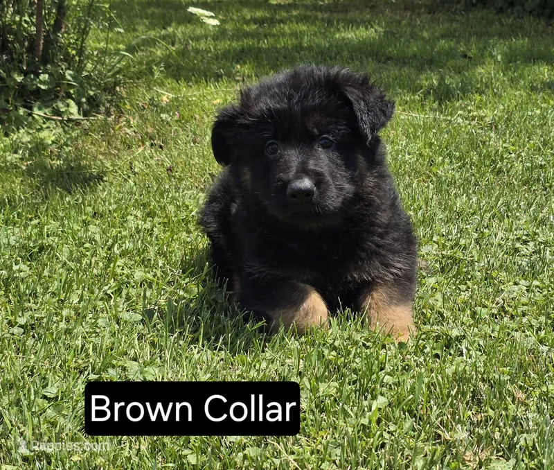Long Coat Brown Collar – German Shepherd Dog puppy for sale in Sumner, IA