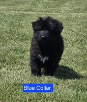 Blue Collar, a male German Shepherd Dog for sale in Sumner, IA – 2 of 4