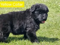 Yellow Collar, a female German Shepherd Dog for sale in Sumner, IA – 5 of 6