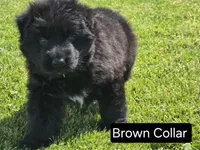 Brown Collar, a male German Shepherd Dog for sale in Sumner, IA – 2 of 4