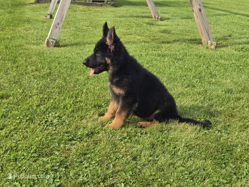 Long Coat (Red Collar) – German Shepherd Dog puppy for sale in Sumner, IA