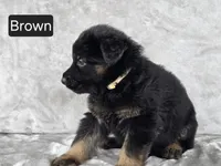 Long Coat Brown Collar, a male German Shepherd Dog for sale in Sumner, IA – 2 of 3