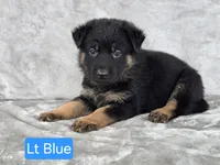 Light Blue, a female German Shepherd Dog for sale in Sumner, IA – 3 of 4