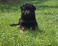 Long Coat Burgundy Collar, a female German Shepherd Dog for sale in Sumner, IA – 3 of 5