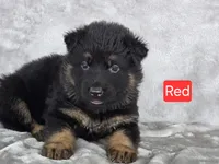 Long Coat Red Collar, a female German Shepherd Dog for sale in Sumner, IA – 2 of 4