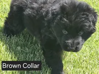 Brown Collar, a male German Shepherd Dog for sale in Sumner, IA – 4 of 4