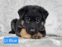 Light Blue, a female German Shepherd Dog for sale in Sumner, IA – 2 of 4
