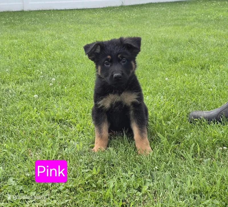 Miss Pink – German Shepherd Dog puppy for sale in Sumner, IA