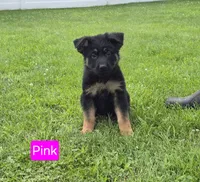 Stock Coat Miss Pink, a female German Shepherd Dog for sale in Sumner, IA – 1 of 4