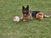 Mazikeen, a female German Shepherd Dog for sale in Sumner, IA – 2 of 3