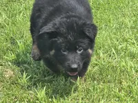 Long Coat Burgundy Collar, a female German Shepherd Dog for sale in Sumner, IA – 2 of 5